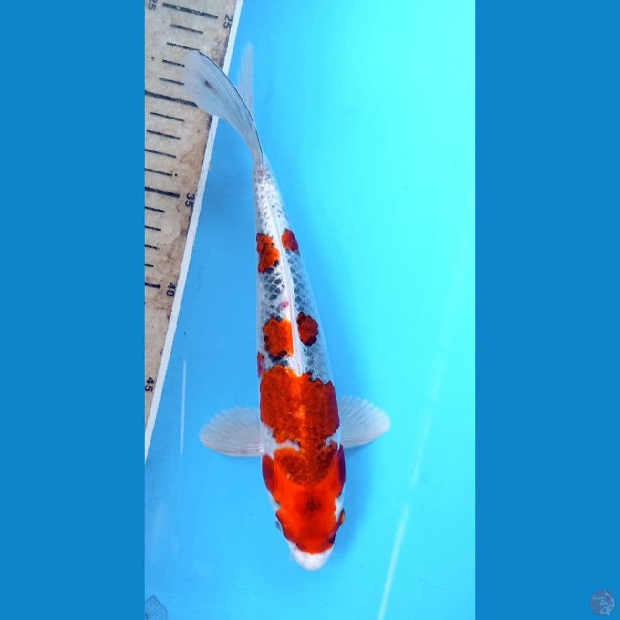 goshiki 26cm