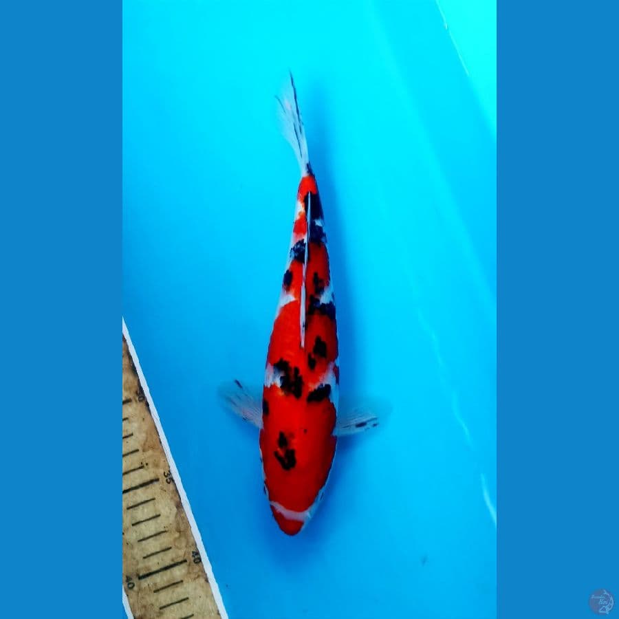 sanke 25cm