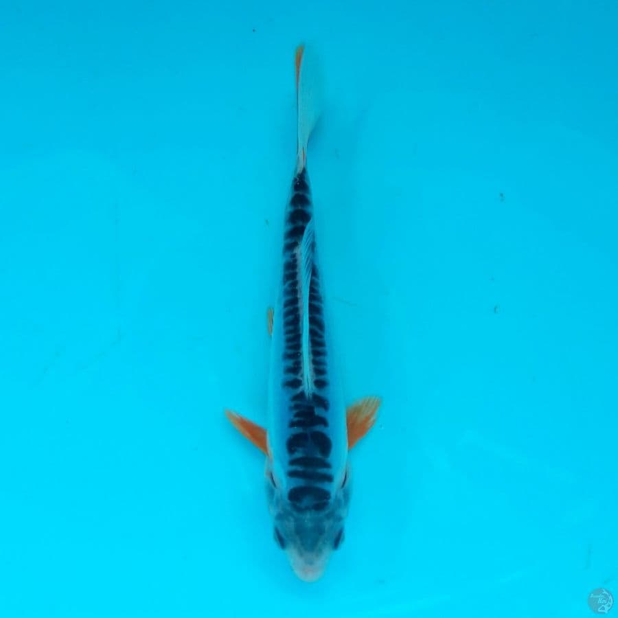 Minion - Shusui F 13cm