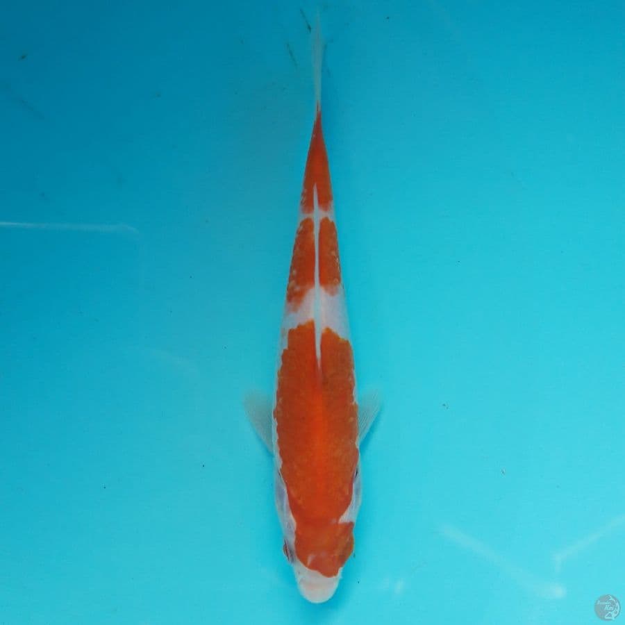 Minion - Kohaku E 12cm