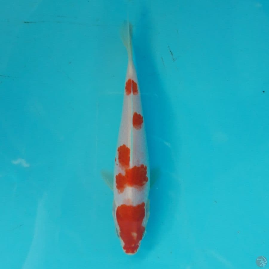 Minion - Sakura Kohaku I 16cm