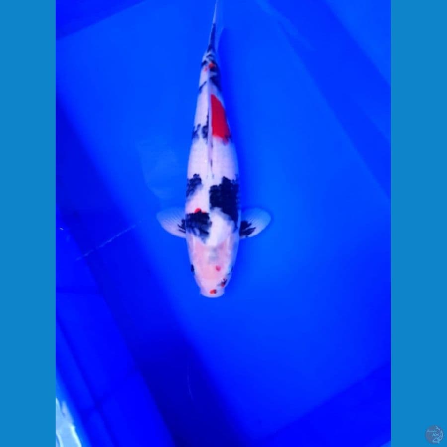 SHOWA 40 CM MALE