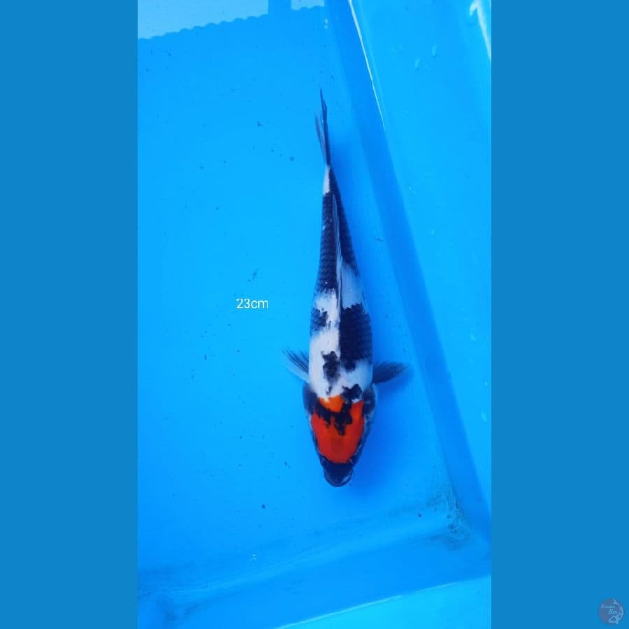 tancho showa 23 cm