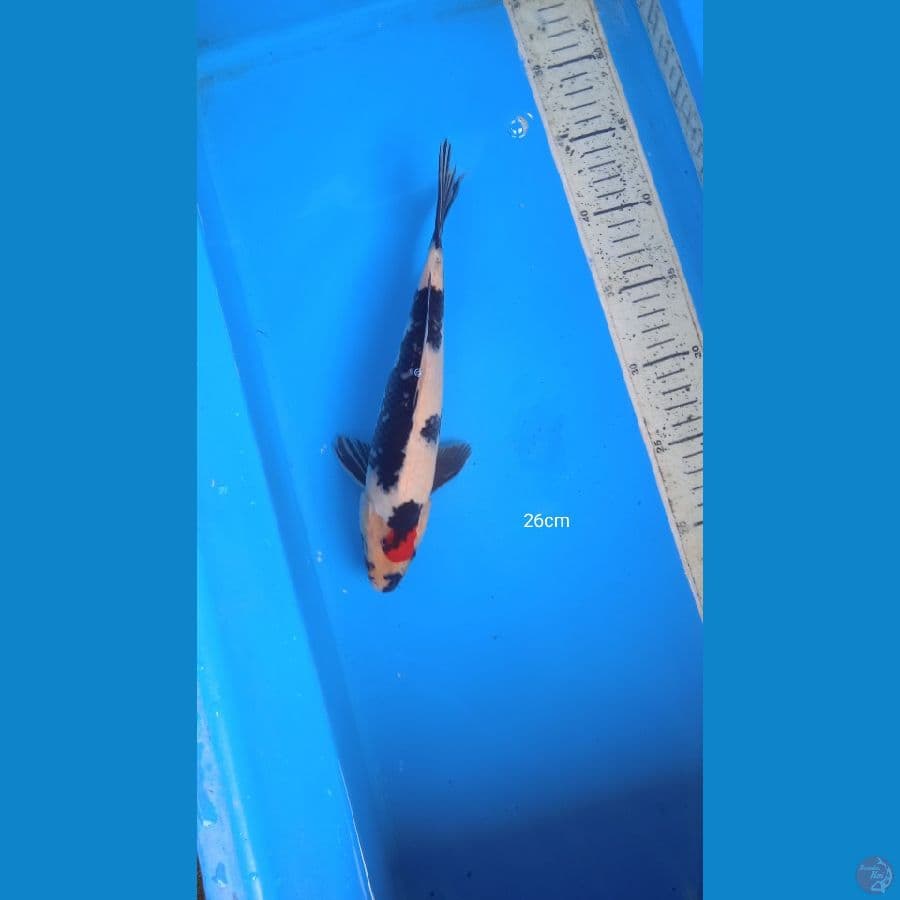 showa 26 cm