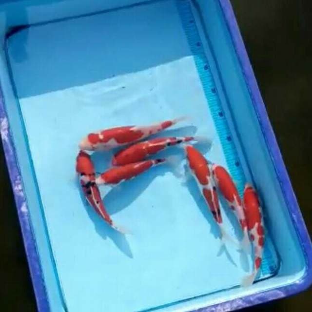Mix 14-24 cm