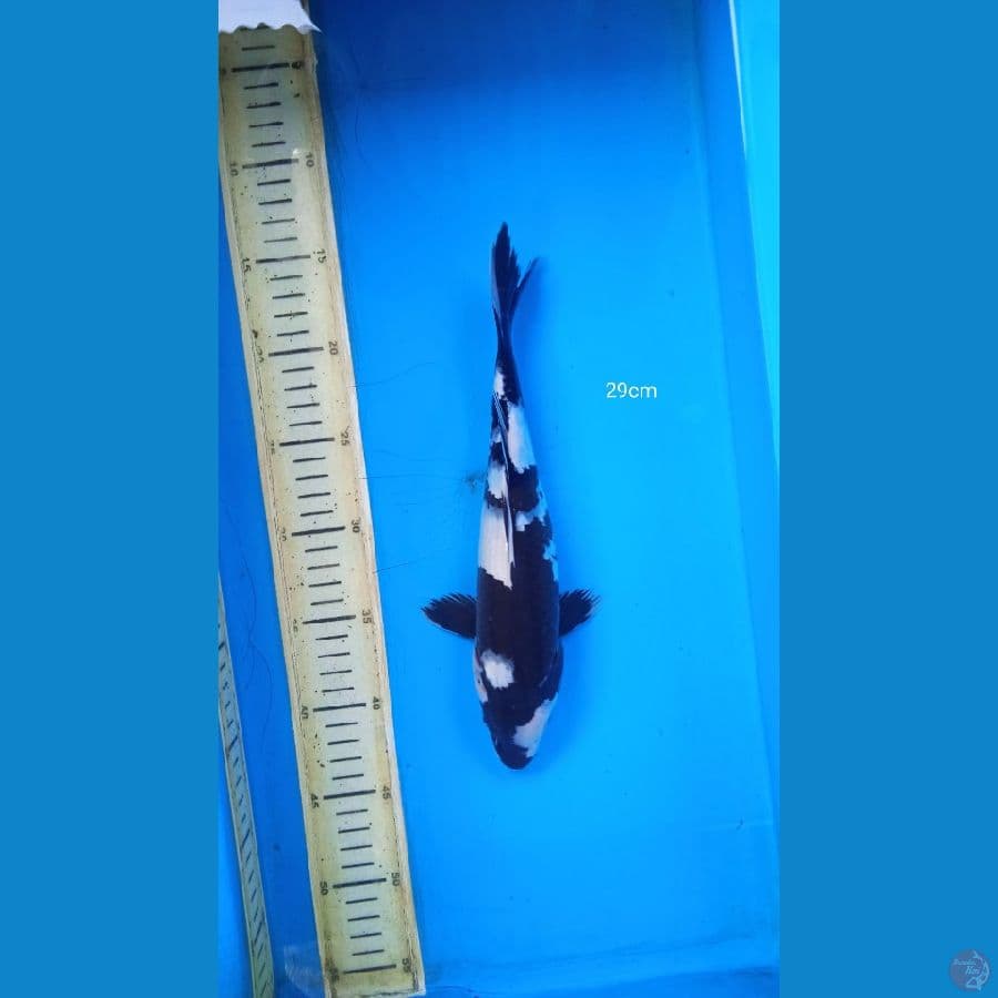 shiro 29 cm