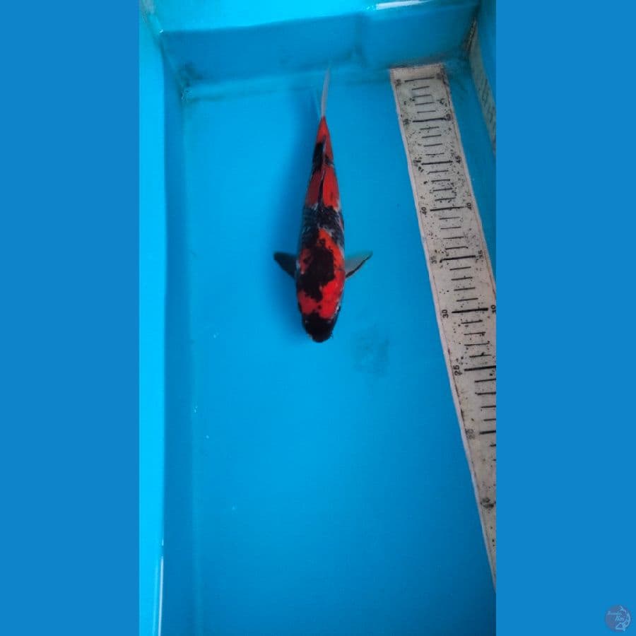 showa 27cm