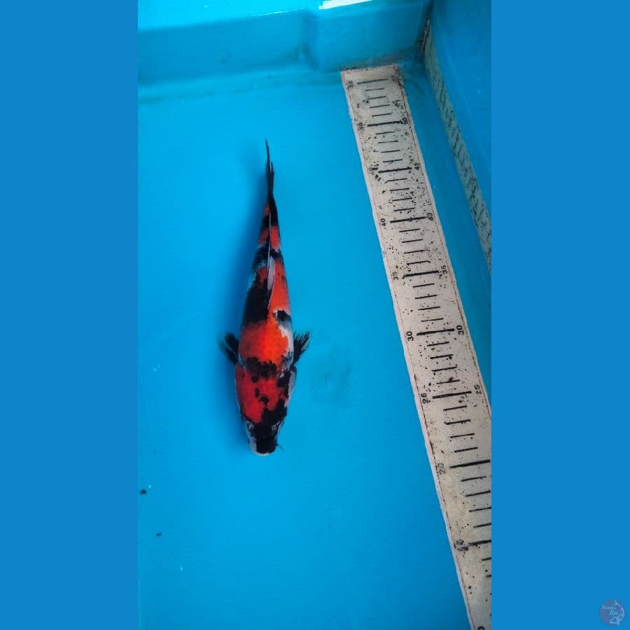 showa 25cm