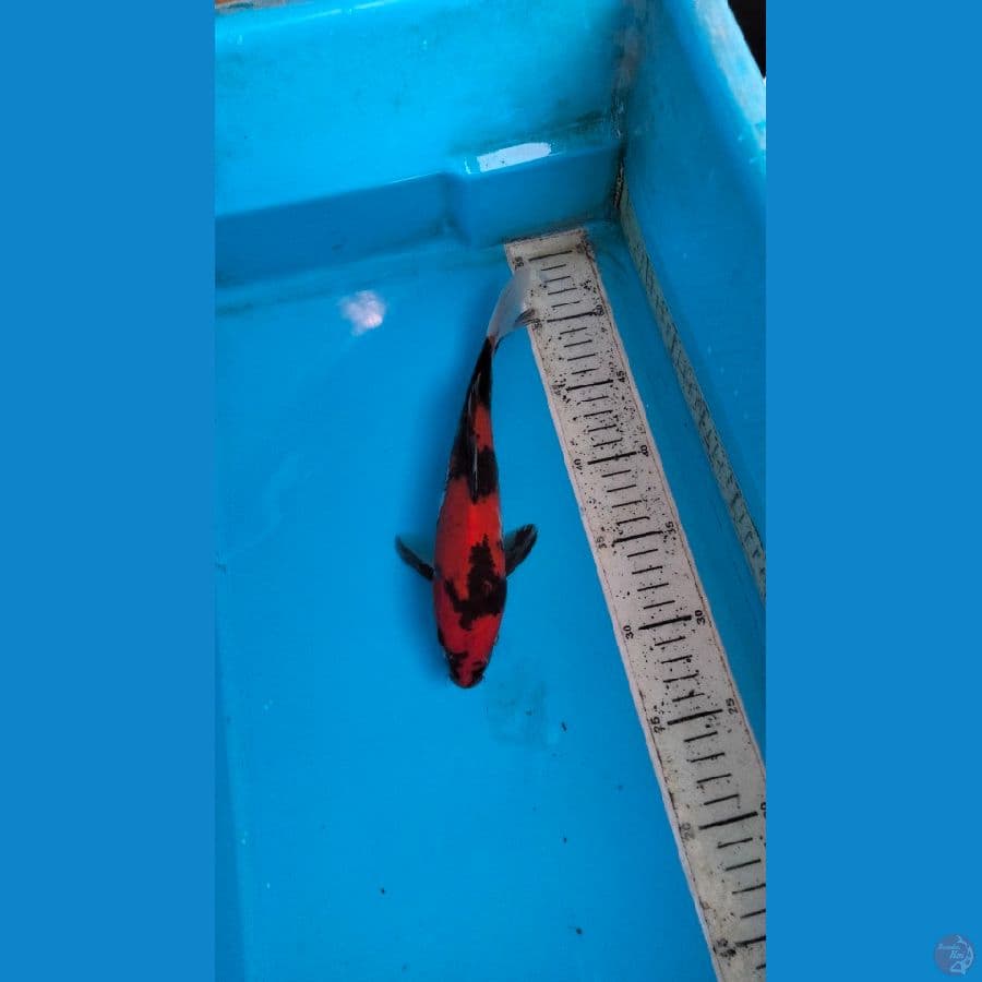 showa 25cm