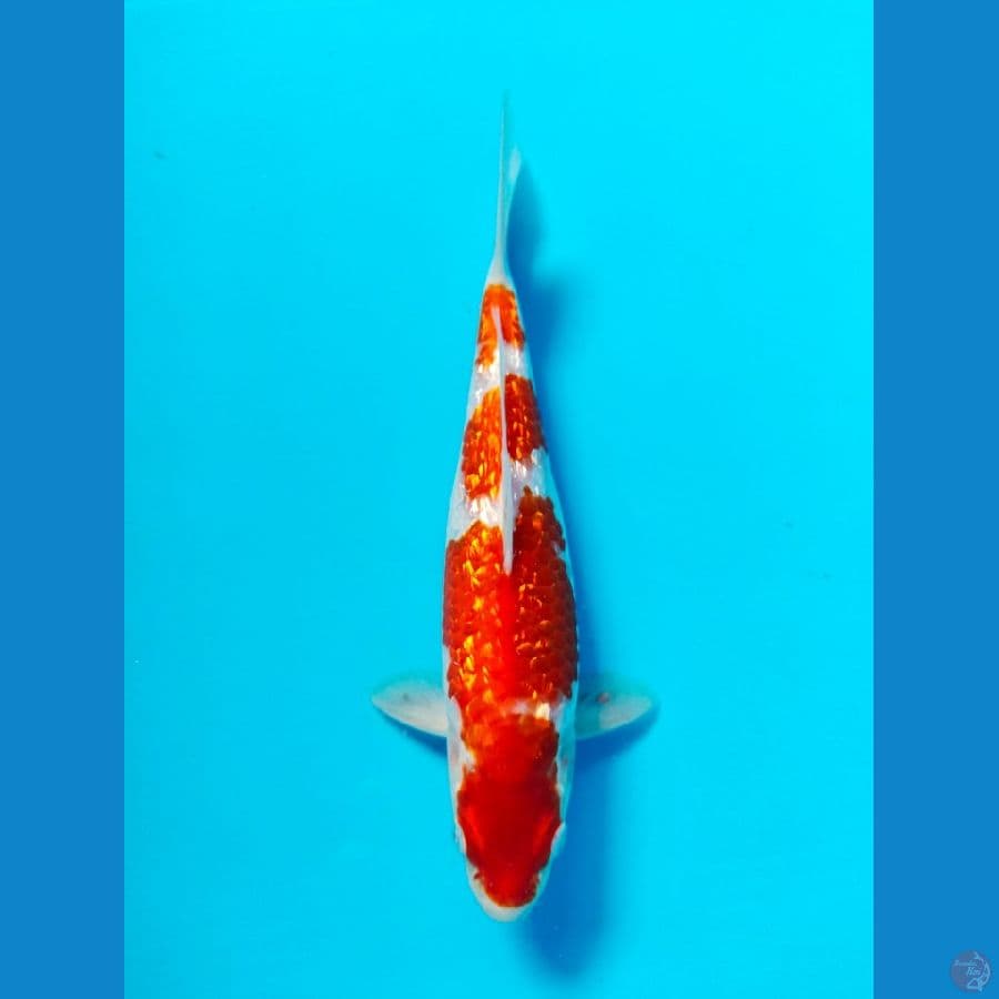 kohaku ginrin male 24cm