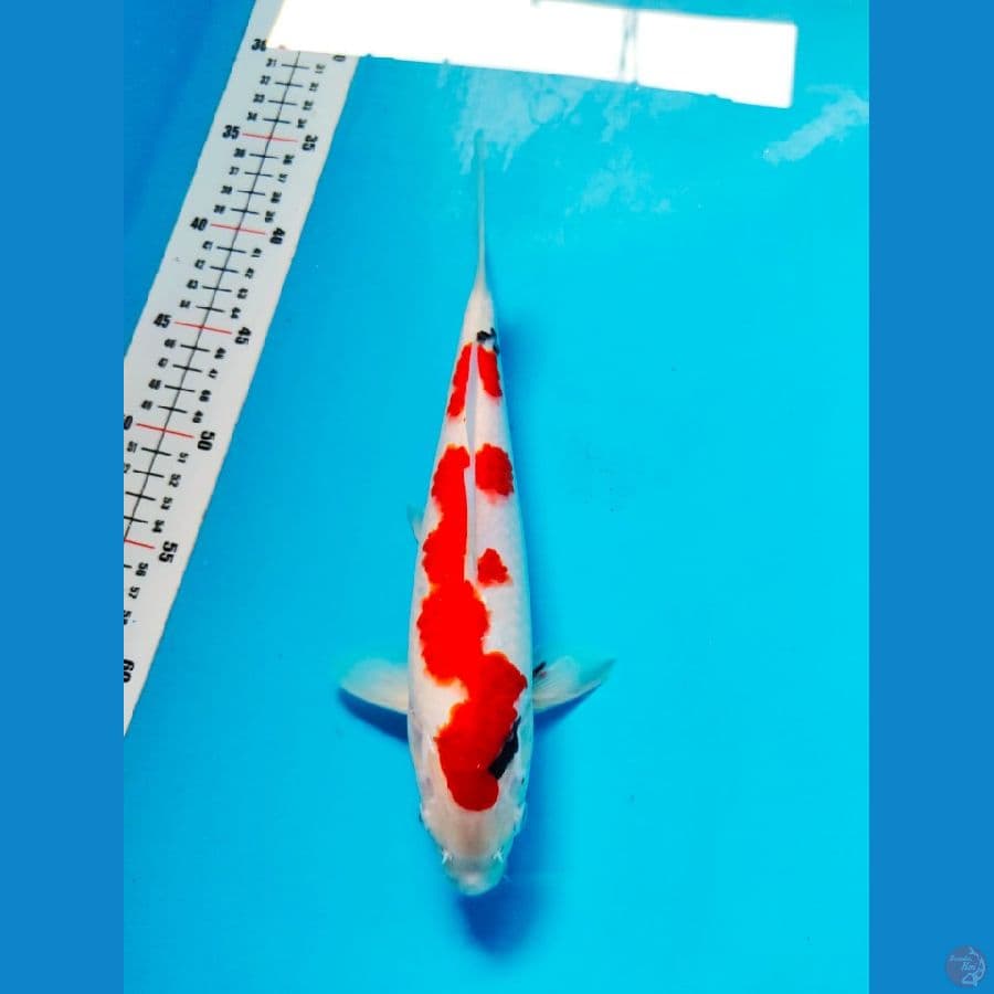 tategoi showa male 26cm