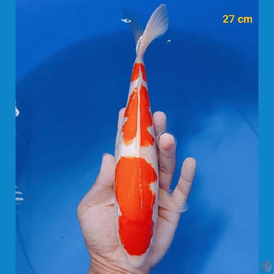 kohaku 27 cm