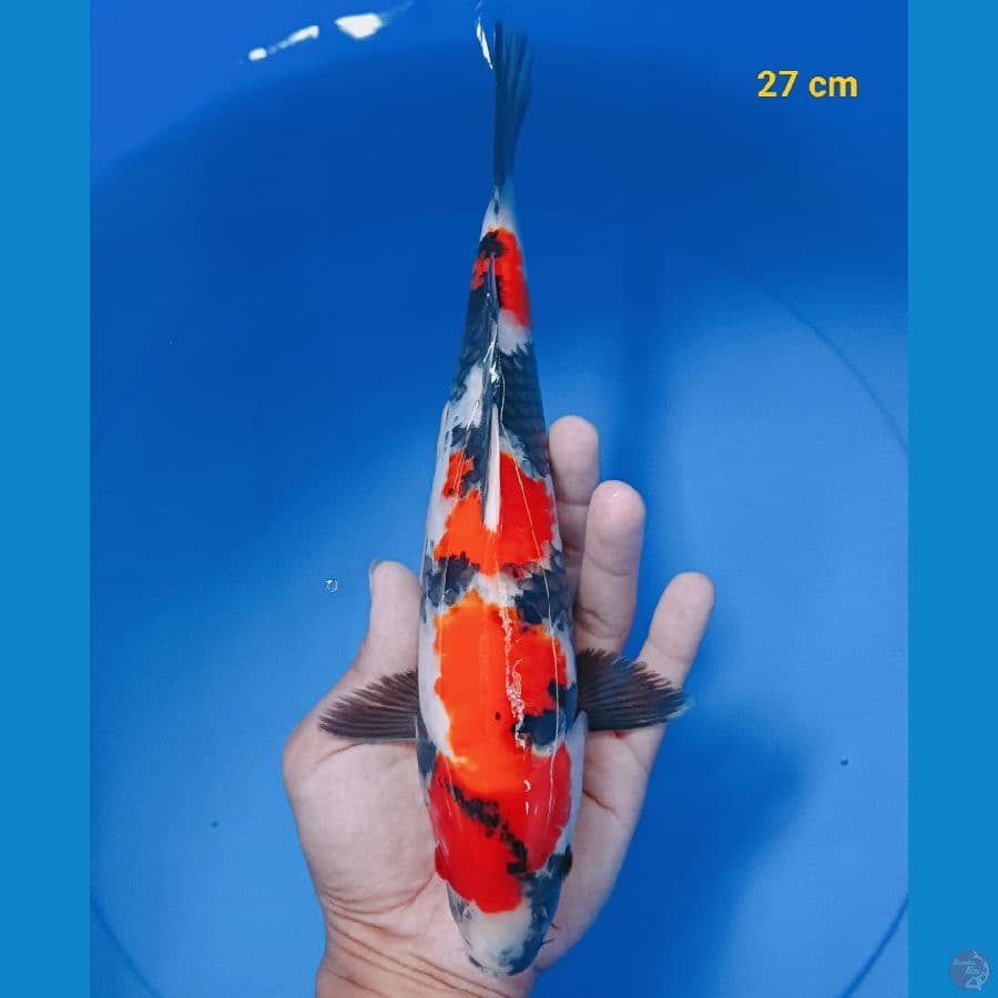 showa male 27 cm