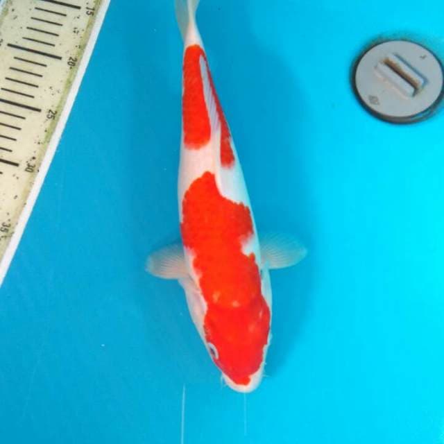 Kohaku33
