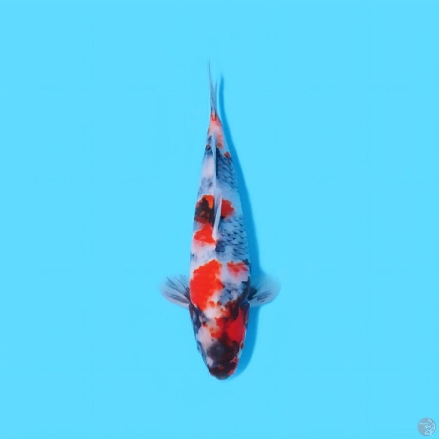 SHOWA TATEGOI HQ 30 CM - FEEMALE