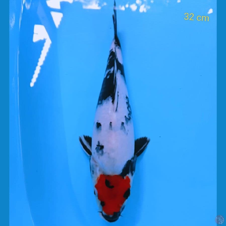 TANCHO SOWA # 32 cm