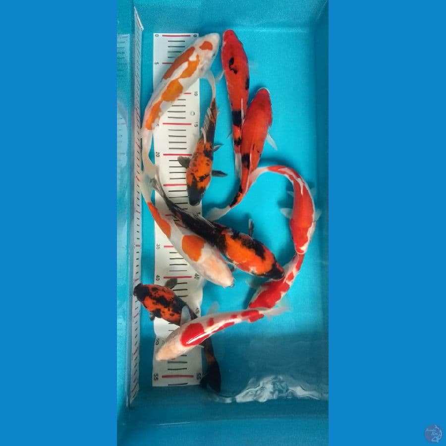 asnawi koi