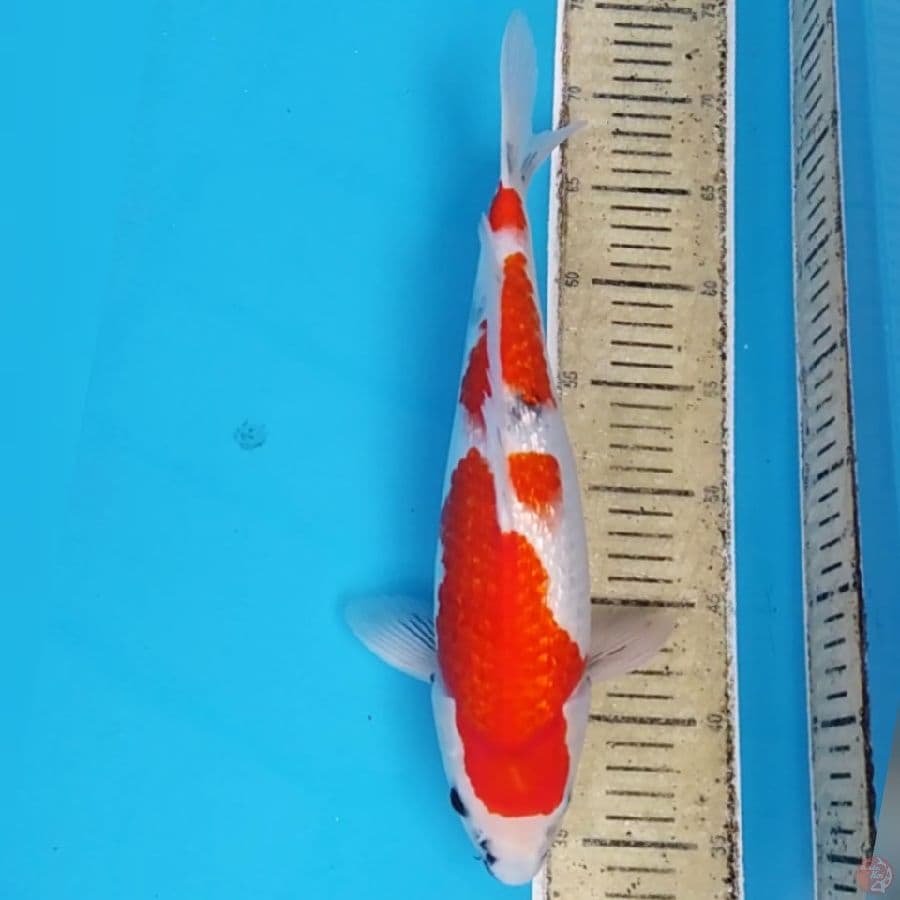 Showa Ginrin Berpunuk ~36