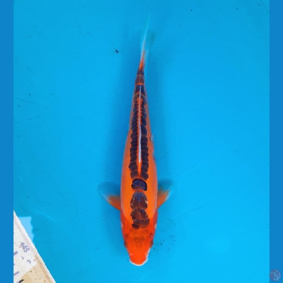 Mizuho 26cm