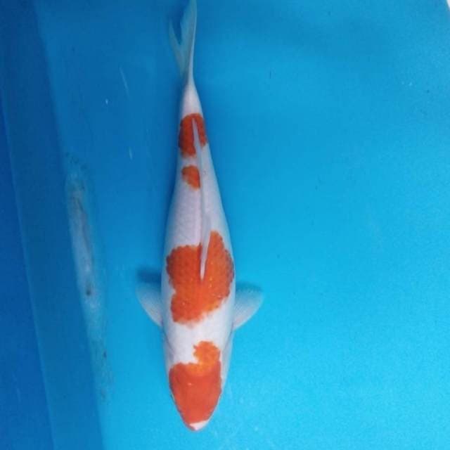 Kohaku 35 cm