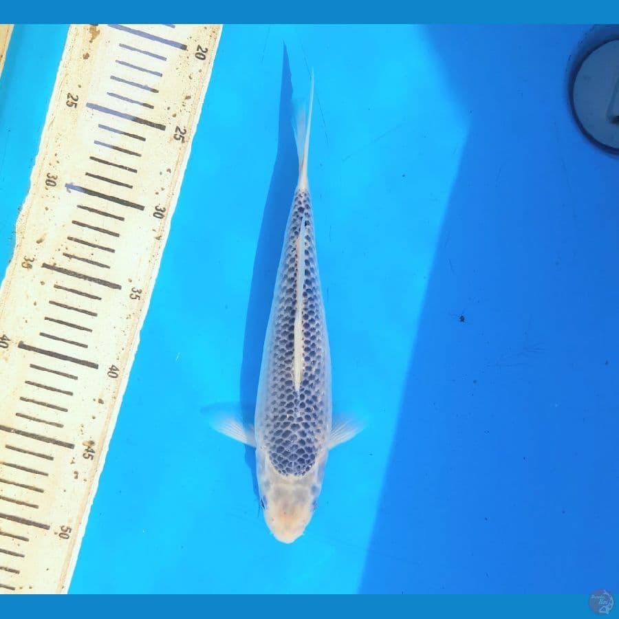Asagi 27cm
