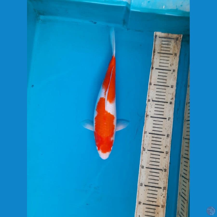 Kohaku 37cm