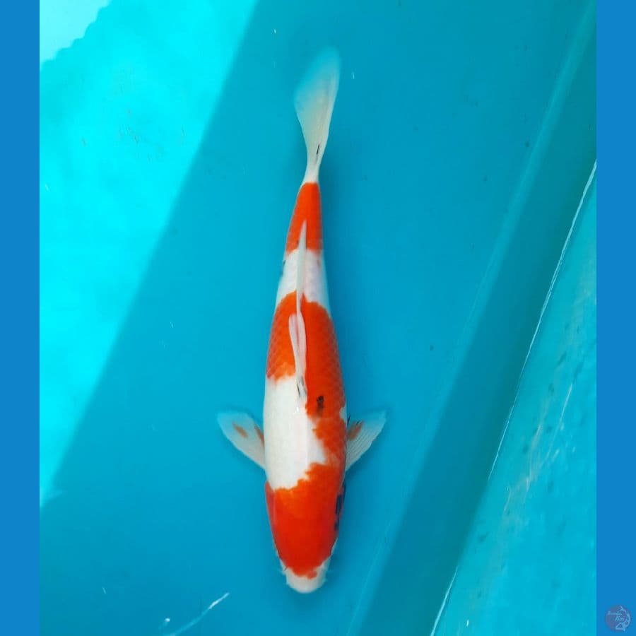 Tategoi sanke 33cm