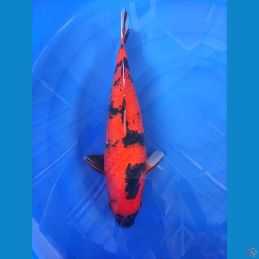 Hiutsuri AKF 45cm Male