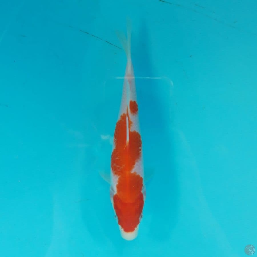 Minion - Kohaku J 14cm