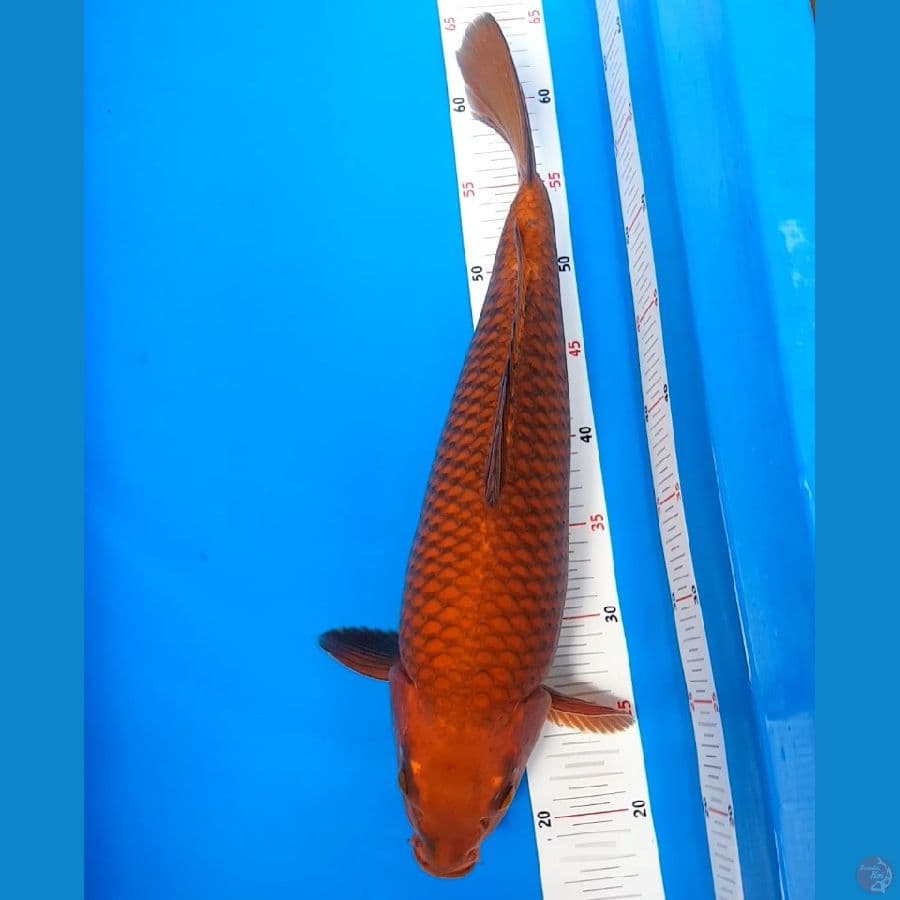 male 42 cm