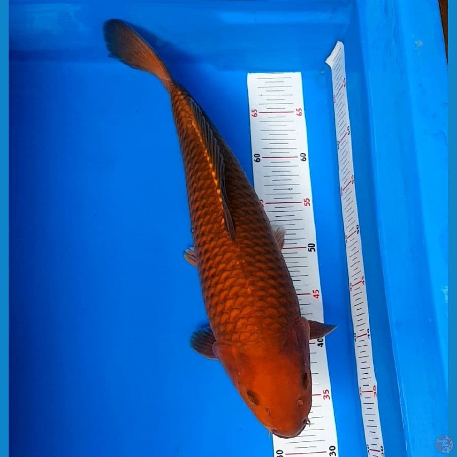 male 42 cm