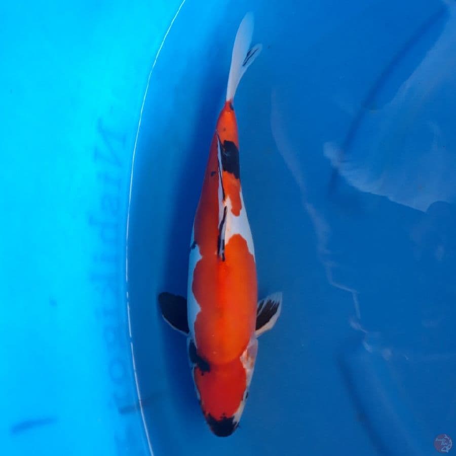 Doitsu Showa Murni 37cm