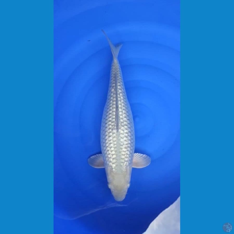 50 CM - GINRIN SORAGOI