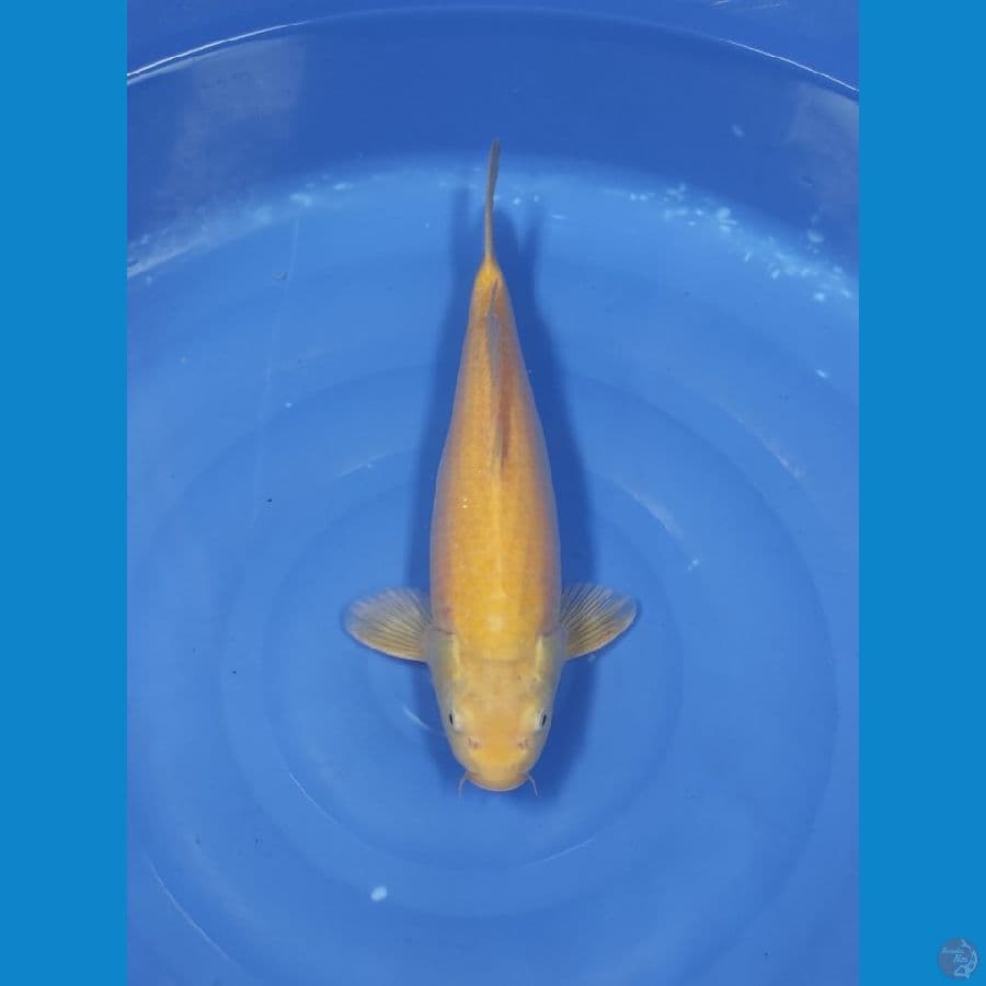 52 CM - KARASI JINAK