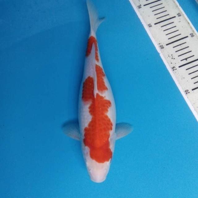 Kohaku 33 cm
