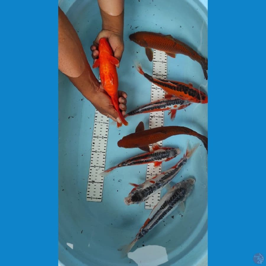 mix susui chagoi benigoi