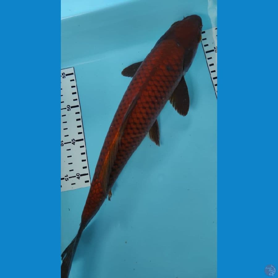 chagoi 35cm