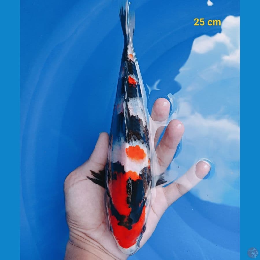 Kindai Showa 25 cm