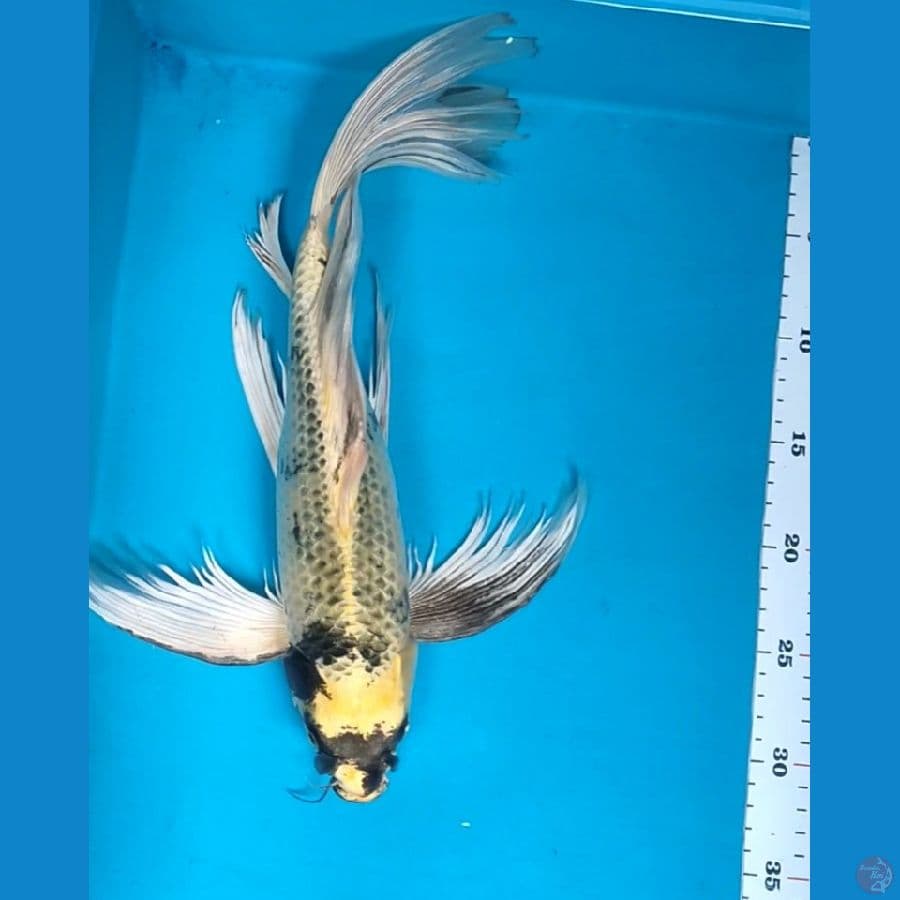 KUMPAY KIN.SHIRO RARE 39CM