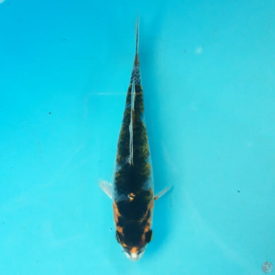 Minion - Beni Gingga C 15cm