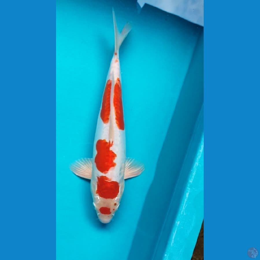 Maruten kikushui 30cm Male