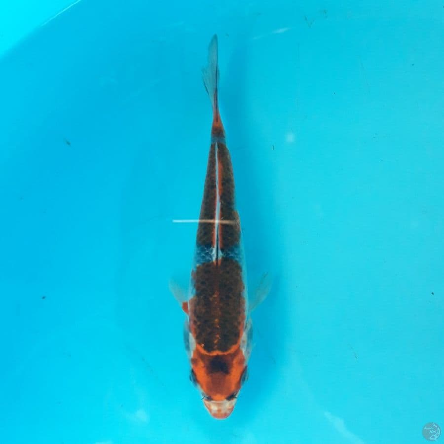 Minion - Goshiki Racing C 16cm