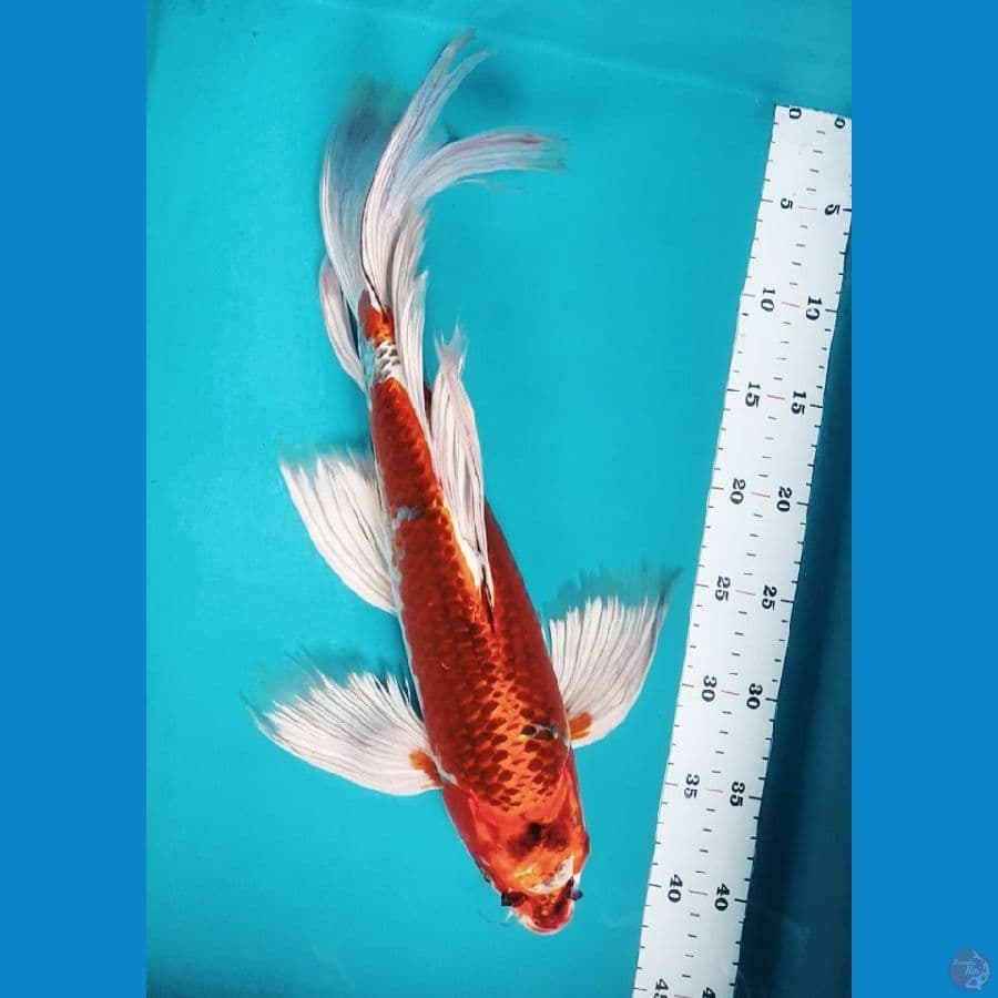 Kumpay Kujaku 45bu Male