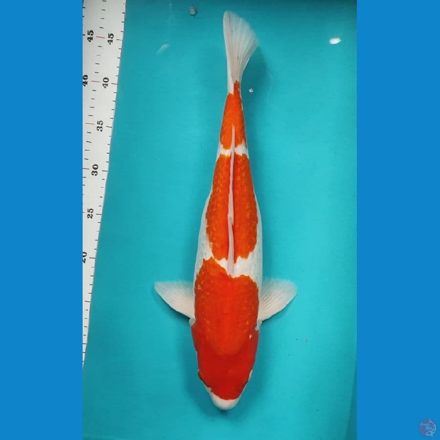 KOHAKU GINRIN 43CM BODY JUMBO
