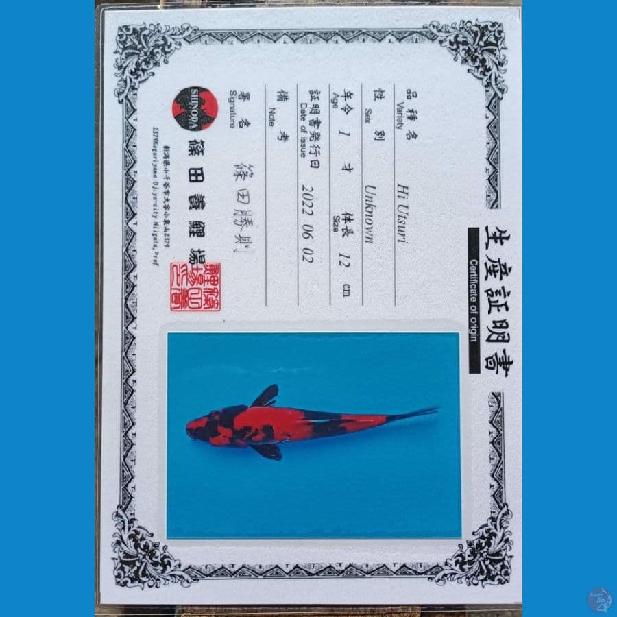 Shinoda Hi utsuri 29cm