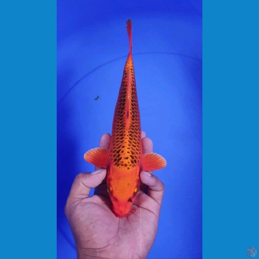 matsuba 27cm
