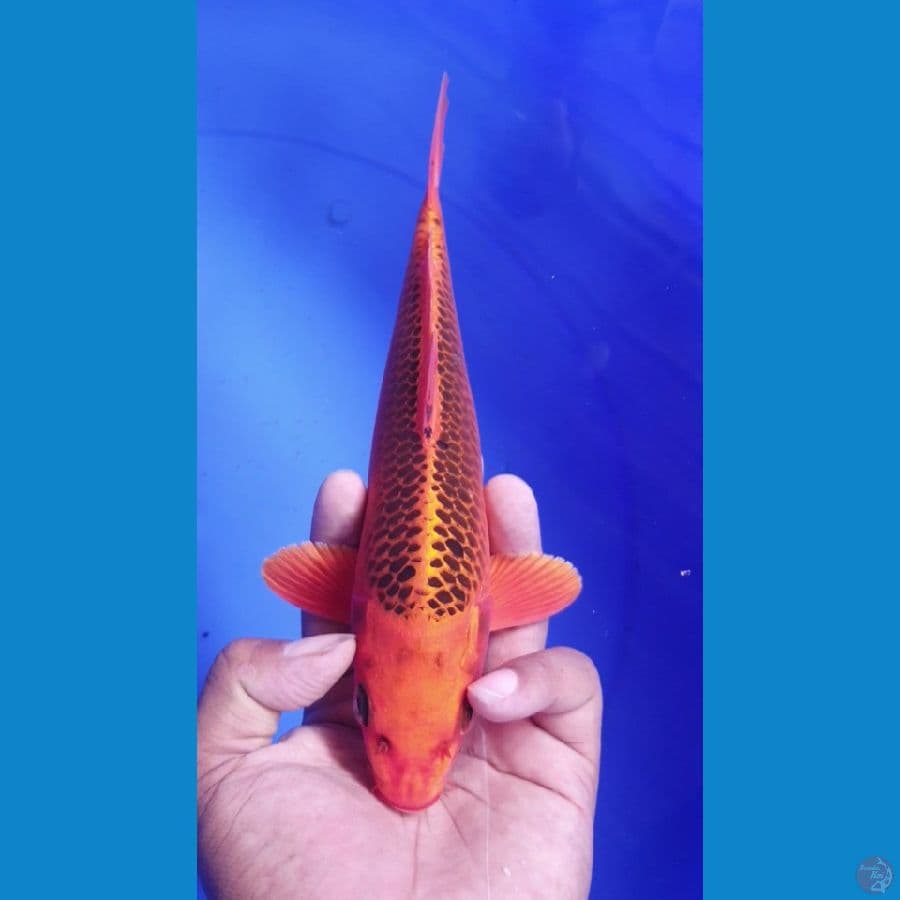 matsuba 25cm
