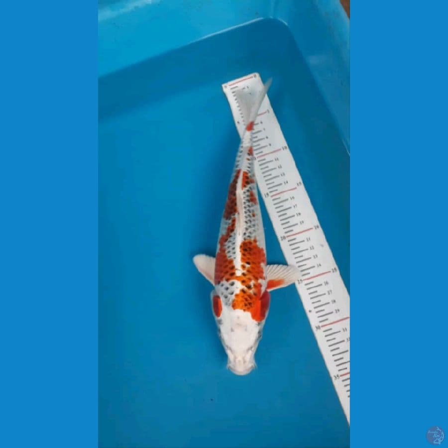 good fukurin 30cm