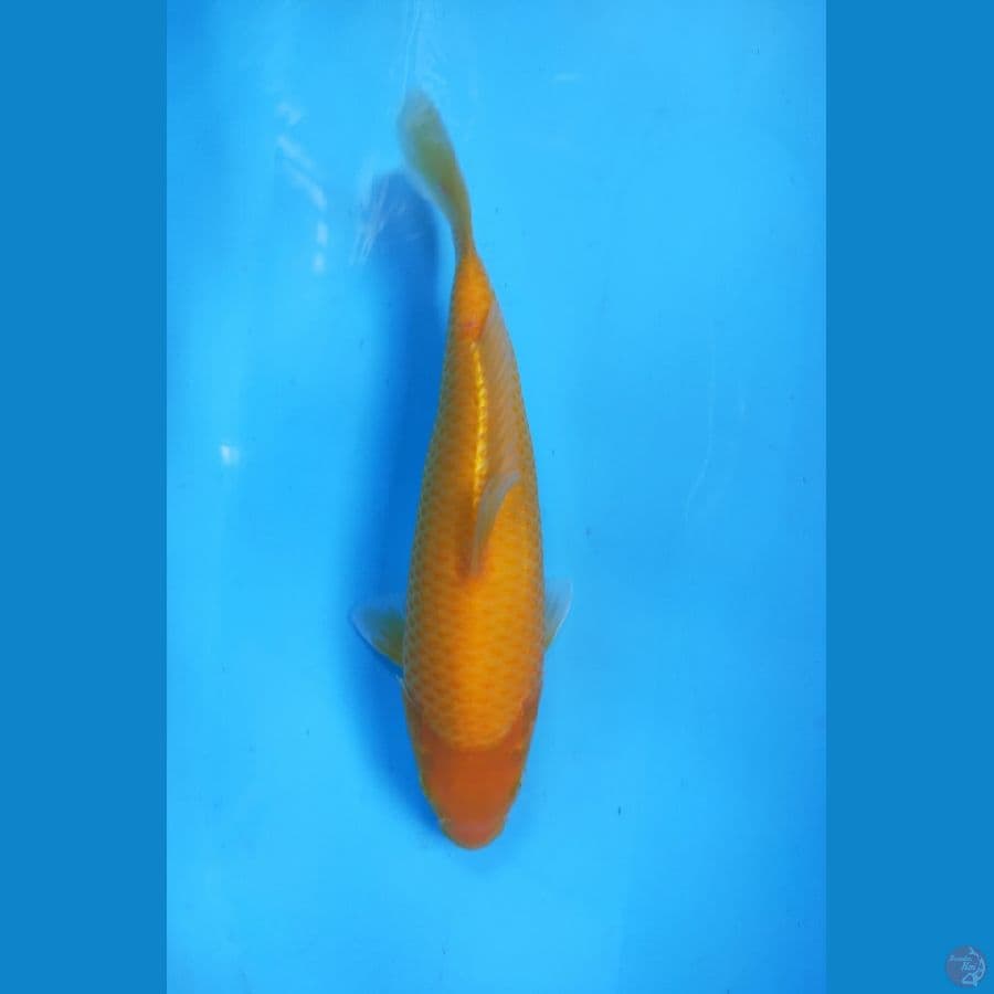 KARASI CORN MATA MERAH 26CM MALE