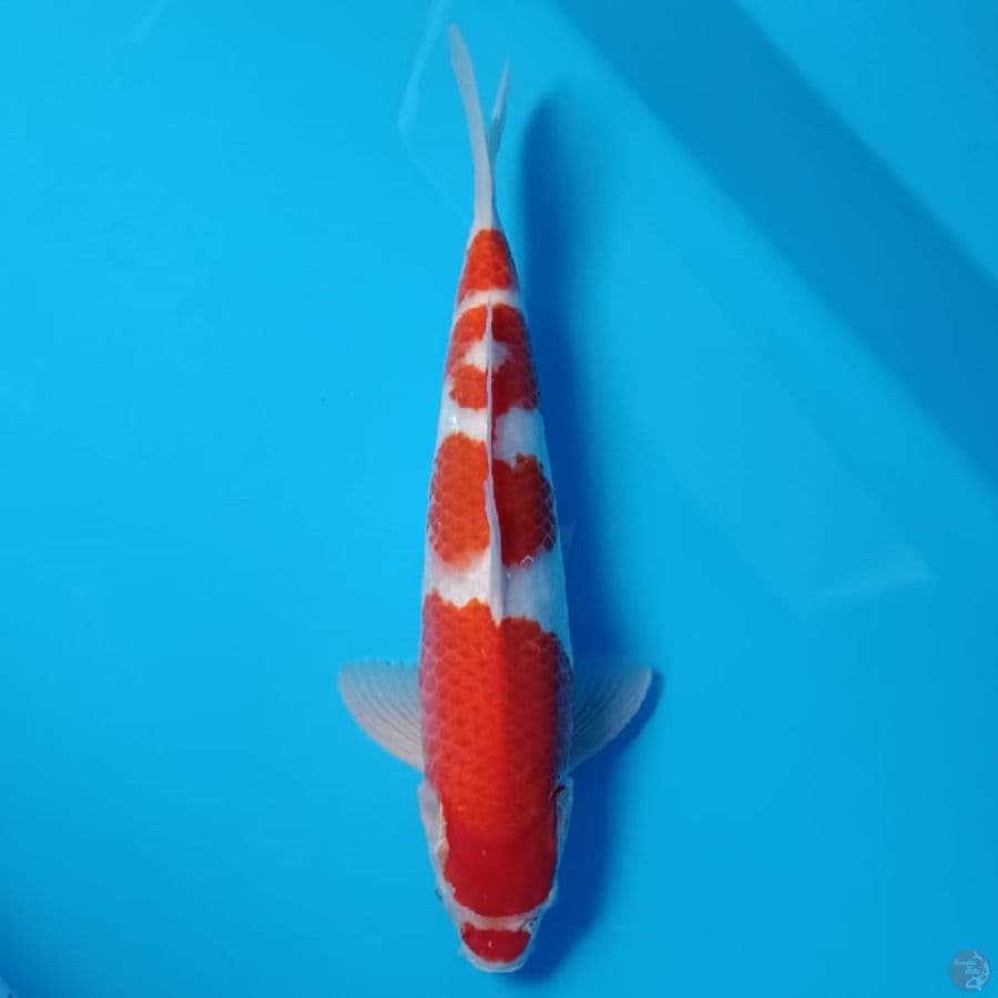jntn 38cm